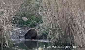 [met video]Mooie beelden van bever in Gorinchem - DeStadGorinchem.nl