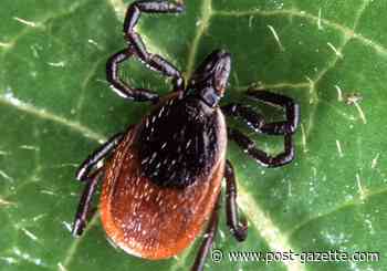 Tick population soars as more people step outdoors