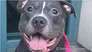 Woman has dog stolen after conversation with man in Toronto