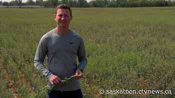 'They’re just burnt right up to nothing': Sask. canola farmers brace for challenging harvest