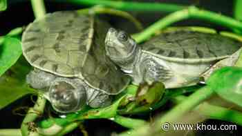 Baby turtles! Houston Zoo has first ever hatching of highly endangered turtle species - KHOU.com