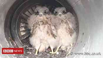 Eagle eyes spot kestrel chicks in jet plane exhaust