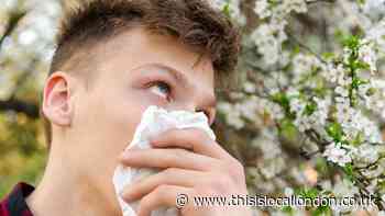 Met Office share 'good news' if you suffer from hay fever
