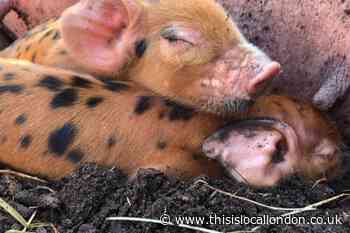 Meet the latest additions to Battersea Park Zoo