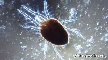 Master Gardener: Plant-zapping spider mites thrive in the summer - Tulsa World