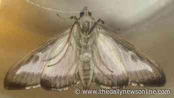 Master Gardener: Keep an eye out for box tree months - The Daily News Online