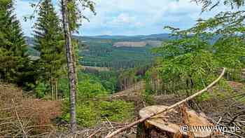 Siegen und Umland: Waldwege durch Starkregen unpassierbar - Westfalenpost