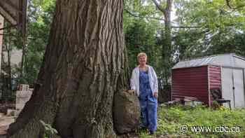 Toronto agreed to buy a home to save a 250-year-old tree. Now, the seller wants a higher price