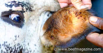 Hidden parasite can lead to death in cattle