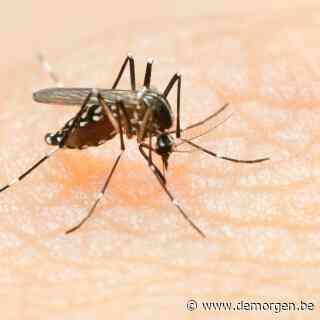Er zijn uitzonderlijk veel muggen dit jaar. Hoe komt dat? En hoe krijg je ze weg?