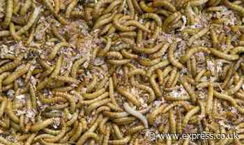 Brits told they will need to eat insects and 'Frankenstein' lab food to save planet - Express