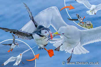 Moment yobbish seagull tries to steal puffin's food in mid-air duel... - The Sun