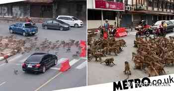Thailand: Monkey gangs fight for food as lockdown keeps out tourists - Metro.co.uk