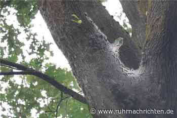 Eichenprozessionsspinner in Ascheberg: Manche Bürger verfallen in Aktionismus - Ruhr Nachrichten