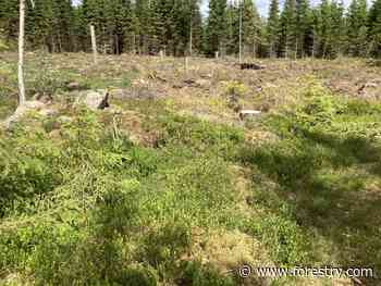 What do we do to protect the forest? - Forestry.com