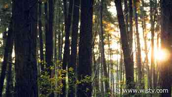 Columbia man found dead in SC state forest, investigation underway - WIS10