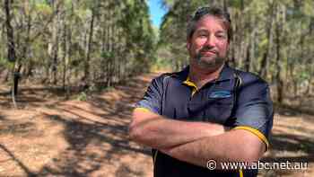 Howard Springs pine forest development investigation plan needles locals - ABC News