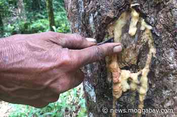 For an Indigenous group in Sumatra, a forest regained is being lost once more - Mongabay.com