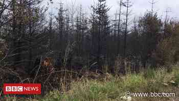 Lisnaskea: Tully Forest fire had 'huge impact' on environment - BBC News