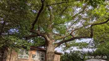 Toronto agreed to buy a home to save a 250-year-old tree. Now, the seller wants a higher price