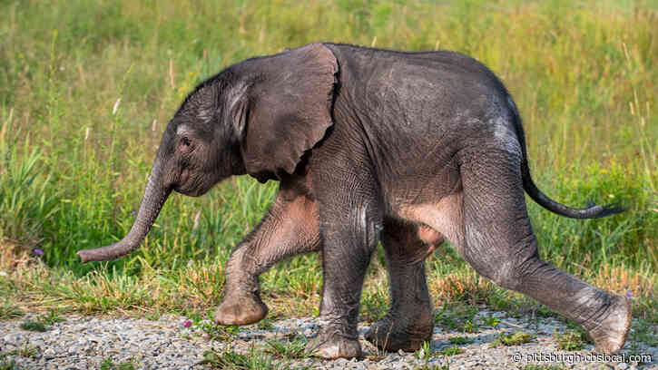 It’s A Girl: African Baby Elephant Born At Pittsburgh Zoo And PPG Aquarium’s International Conservation Center