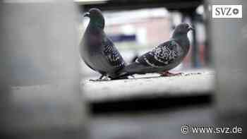 Ärger in Parchim: Tauben-Plage im Parchimer Weststadt-Center | svz.de - svz – Schweriner Volkszeitung
