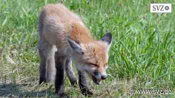 Leserfoto aus Parchim: Babyfüchse wagen sich aus dem Bau – lieber knipsen als streicheln | svz.de - svz – Schweriner Volkszeitung