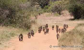 Fitbits show even baboons find it hard going to walk somewhere with a toddler