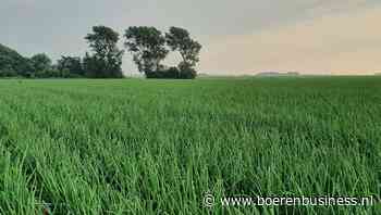 Halen we een topopbrengst zaaiuien? - Gewastour uien - week 30 - Boerenbusiness.nl