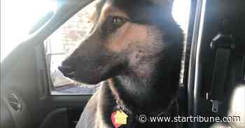 Search for SUV stolen in St. Paul with dog inside ends with pet's death
