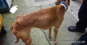 Couple whose dog and two cats found emaciated hit with 10-year animal ban