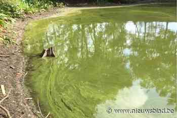 Blauwalgen verschijnen op visputten