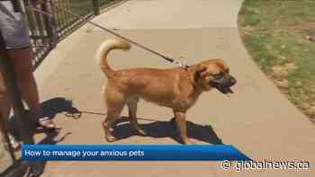 Managing your pet’s separation anxiety