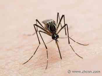 Texas Department of State Health Services reports first West Nile case in Dallas County