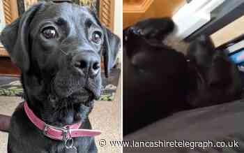 Meet Margot - East Lancashire's loudest snoring puppy?