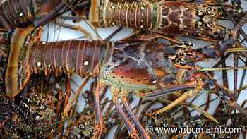 Man Dies, Another Injured at Start of Lobster Mini Season