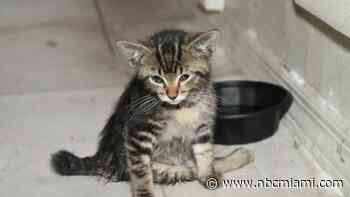 3 Arrested After Kitten Shot With Pellet Gun in Hollywood