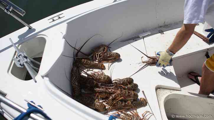 Keys Officials Want Lobster Catchers to Protect Resources, Be Safe