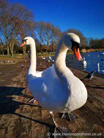 Bexley: Swan found dead with gunshot wound in Southmere Lake