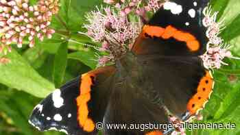 Im Landkreis Aichach-Friedberg gibt es 78 verschiedene Schmetterlinge - Augsburger Allgemeine