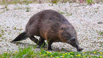 Tiere in Ulm/Neu-Ulm: Modellprojekt: Geht es dem Biber an den Kragen? - SWP