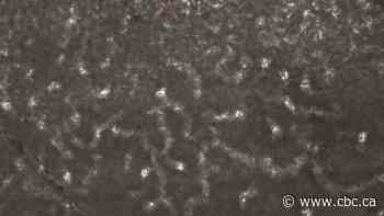 Canadian Arctic fossils may be the oldest animal ever found, study suggests