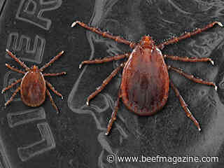 Asian longhorned tick is spreading