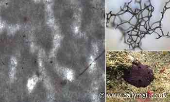 Fossils: Sponges in 890 MILLION year old reefs in Canada may be Earth's earliest-known animal