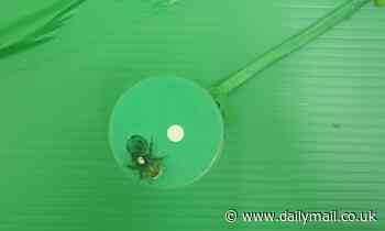 Bees learn better with a jolt of caffeine-laced nectar, study finds 