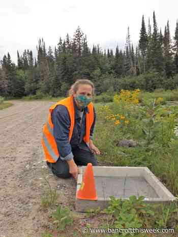 Turtle nest protector permitted to remain in Limerick - Bancroft This Week