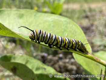 The myth of herd immunity | Bancroft this Week - Bancroft This Week