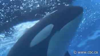 Marineland faces legal complaint about Kiska, 'the world's loneliest orca'