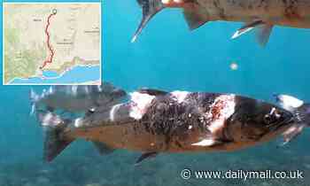 Video shows dying wild salmon covered in red lesions, white fungus from Pacific Northwest heatwave