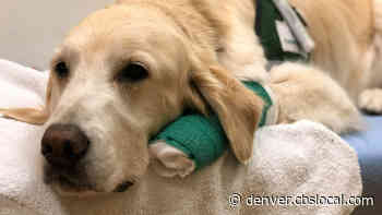 Ralph MD Makes His Final Rounds At Children’s Hospital After Launching Medical Dog Program - CBS Denver